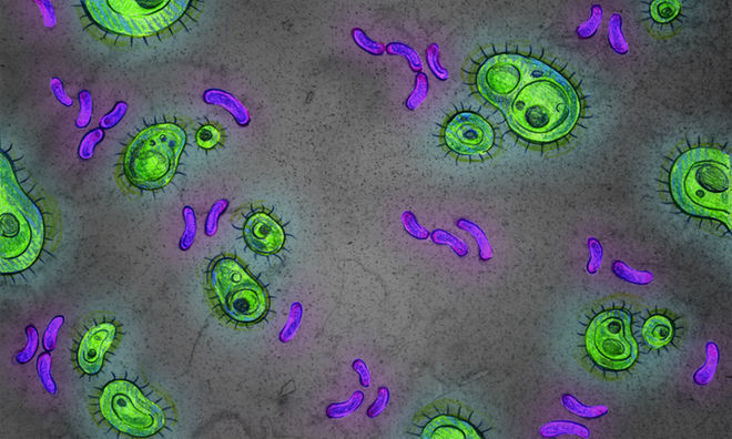 Representación de bacterias del intestino humano y de sus parientes más cercanos. / Universidad de Texas / Jenna Luecke.