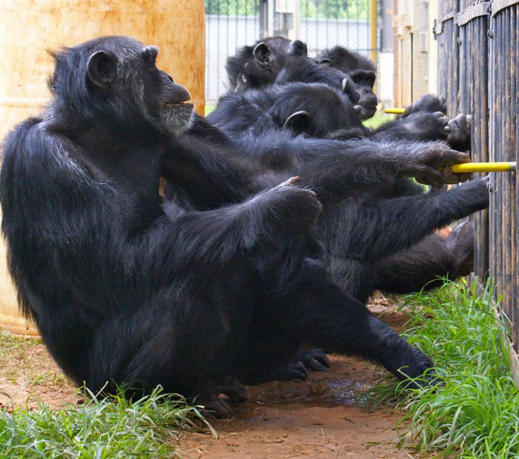 Chimpancés del Centro Nacional de Investigación de Primates Yerkes / Frans de Waal