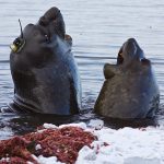 Elefantes marinos del sur ayudan a monitorizar el deshielo de la Antártida
