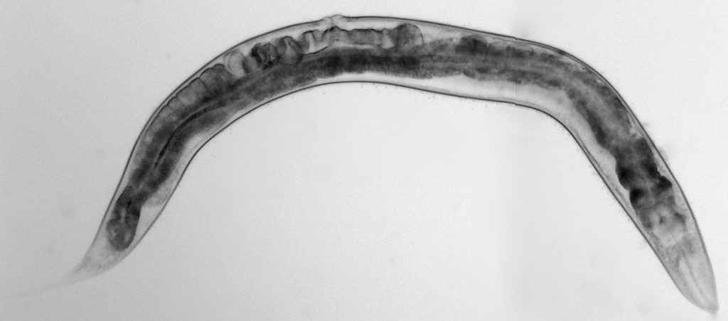 El gusano nematodo Caenorhabditis elegans ha servido de base para el estudio. / Adolfo Sánchez-Blanco