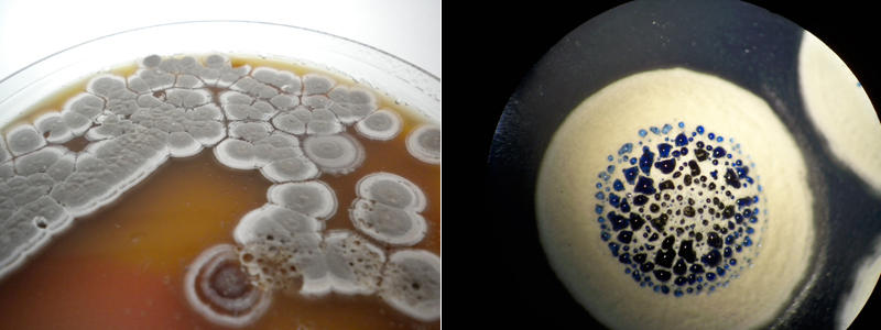 Streptomyces, el género más extenso de actinobacterias