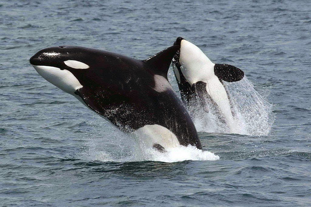 Los científicos sospechan que la preferencia de los seres humanos por la pesca y la caza de especies de mayor tamaño es lo que probablemente produce este inusual patrón. En la foto, dos orcas (Orcinus orca) / Robert Pittman - NOAA
