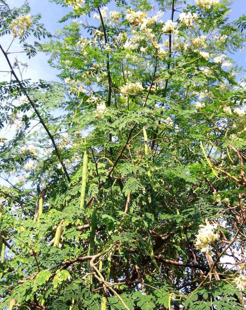 Árbol de Moringa oleifera