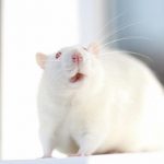 Menos masa corporal en ratas obesas al aumentar una proteína en su hipotálamo