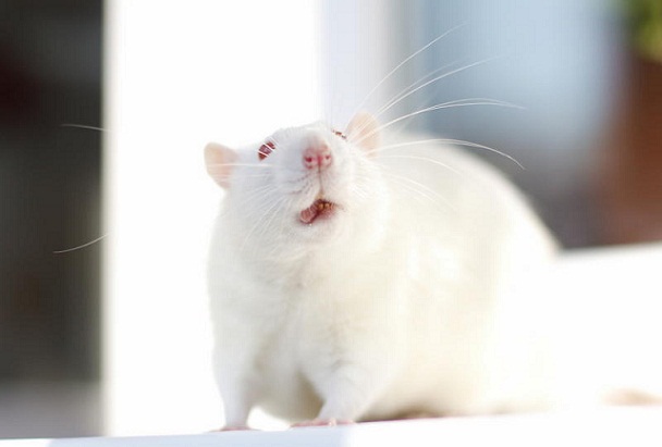 La proteína GRP78 en el hipotálamo de ratas obesas consigue transformar la grasa blanca en parda. / Tatiana Bulyonkova