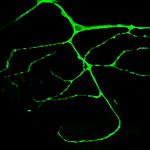La mosca da nuevas pistas sobre la formación de los vasos sanguíneos