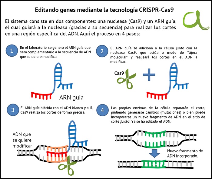 Edición de genes con técnica CRISPR