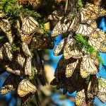 Los santuarios de la mariposa Monarca, abiertos del 23 de noviembre al 31 de marzo del 2017