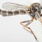 mosca asesina en sudáfrica; succiona todo el interior de sus victimas