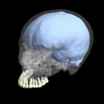 La evolución de los dientes y del cerebro no fueron de la mano