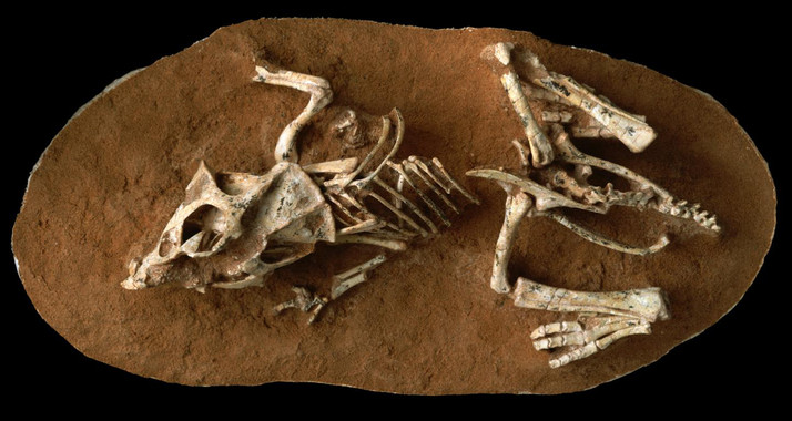 Embrión fósil de Protoceratops andrewsi encontrado en el desierto de Gobi (Mongolia). / © AMNH/M. Ellison