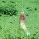 Un camarón de aguas profundas; captado a casi 5 kilómetros de profundidad marina