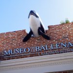 Museo de la Ballena y Ciencias del Mar, un esfuerzo de la sociedad civil
