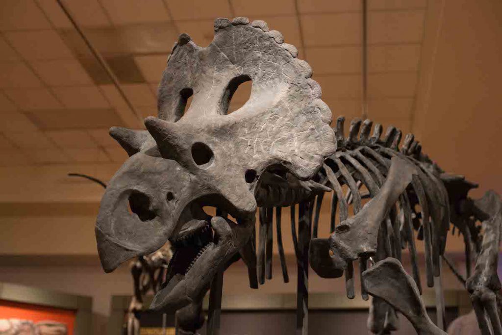 Dinosaurios mexicanos, Yehuecauhceratops Mudei
