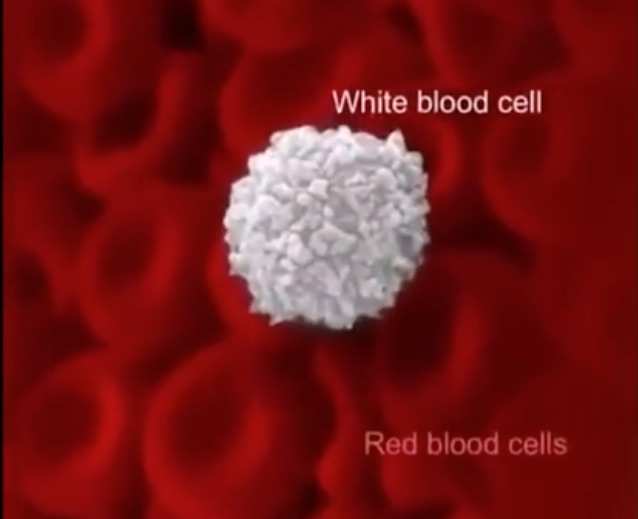 Glóbulos blancos y glóbulos rojos