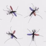 El misterio de ¿cómo vuelan los mosquitos?