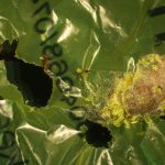 El gusano de la cera puede ayudar a eliminar la contaminación por plástico: Un descubrimiento casual