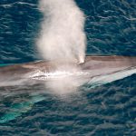 Más de 1,5 millones de ballenas, delfines y marsopas habitan el Atlántico