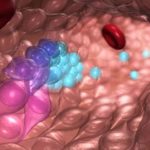 Hacia la creación de células madre de la sangre en laboratorio