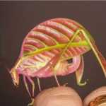 Las 10 especies más curiosas descubiertas en 2016, entre ellas, un saltamontes en forma de hoja