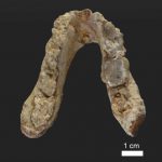 Hallan restos prehumanos de 7,2 millones de años en los Balcanes