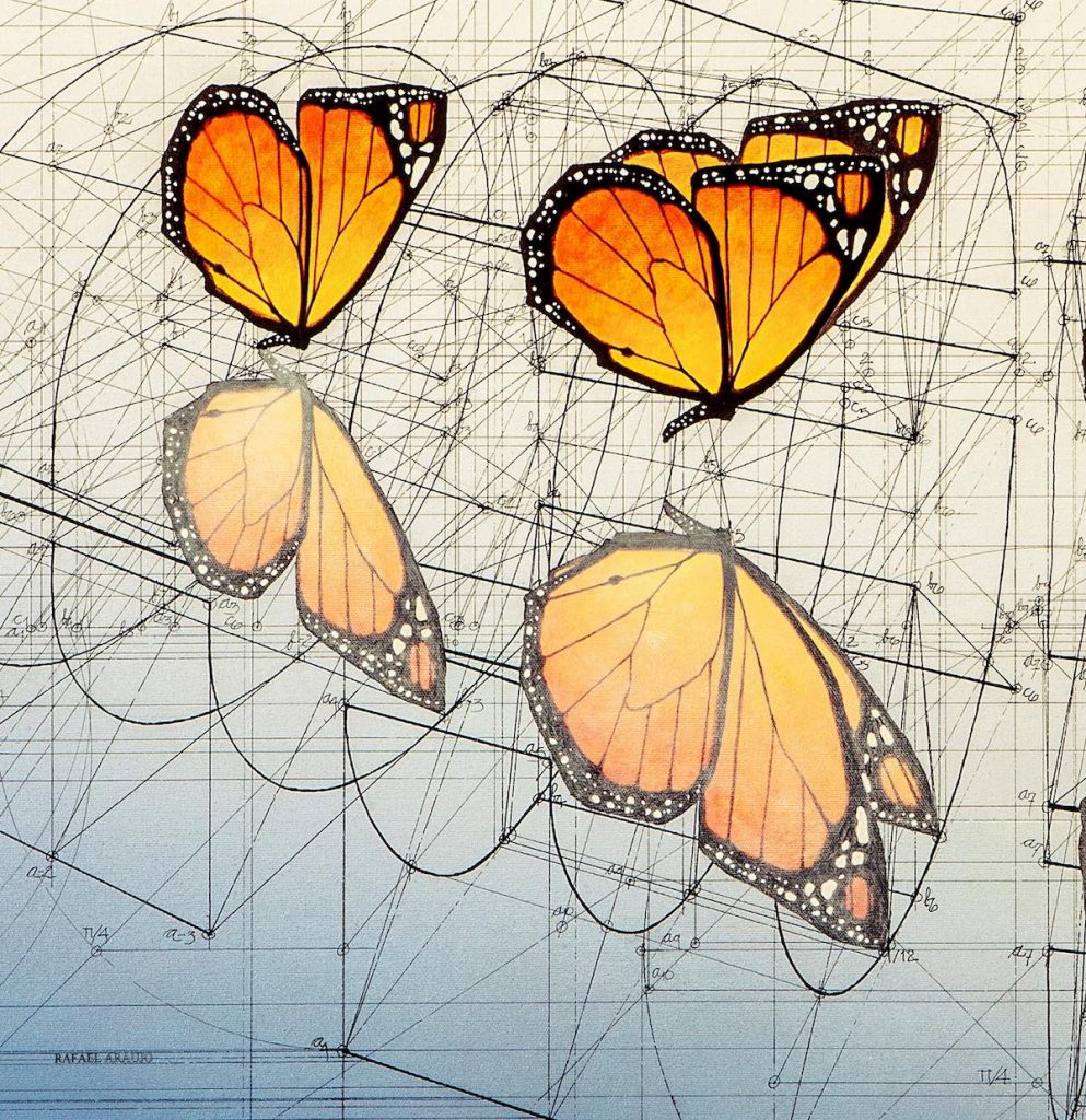 Mariposas Monarca y su reflejo en el agua- Rafael Araujo