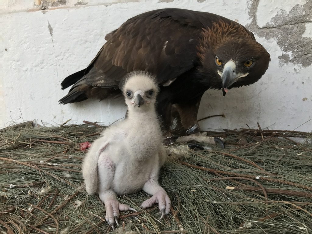 Primer ejemplar de águila real nacida por inseminación artificial en México