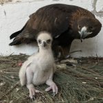 Nace la primer águila real por inseminación artificial en México
