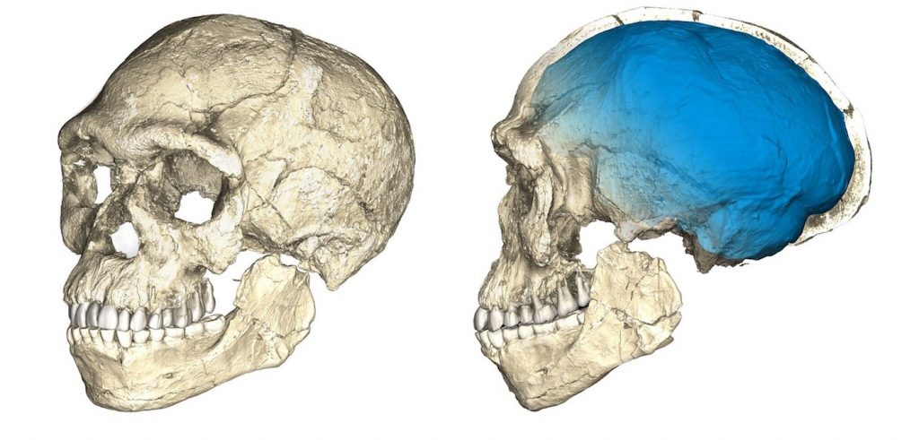 Reconstrucciones del cráneo de los primeros fósiles de Homo sapiens descubiertos en el yacimiento de Jebel Irhoud (Marruecos)- Philipp Gunz, MPI EVA Leipzig