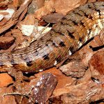 Identifican dos nuevas especies de reptiles en la Sierra de Zongolica