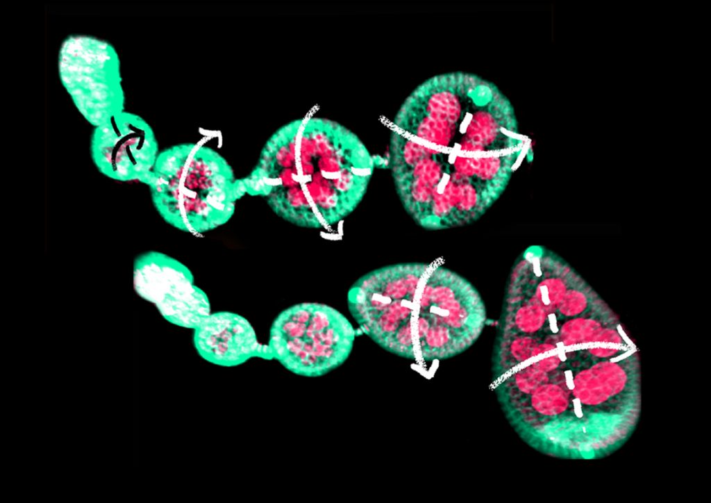 Microscopía confocal de fragmentos de ovarios de Drosophila. Cada una de las unidades son huevos en desarrollo que finalmente darán lugar al gameto femenino. Imagen: UPO.