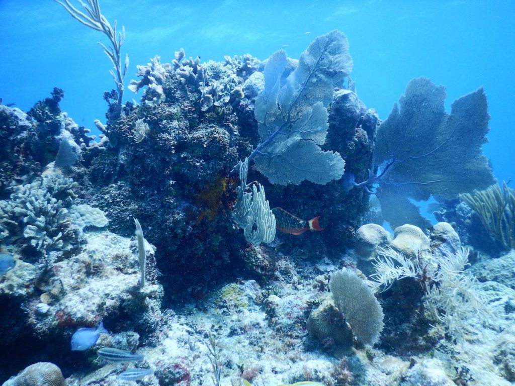 Arrecife de Mahahual- Fotografía del Laboratorio de Ecología de Ecosistemas de Arrecifes Coralinos del Cinvestav Mérida