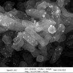 Una bacteria retiene metales pesados y devuelve productos biotecnológicos