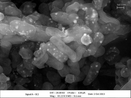 La bacteria Klebsiella sp 3S1 tras la exposición a la plata- Fundación Descubre