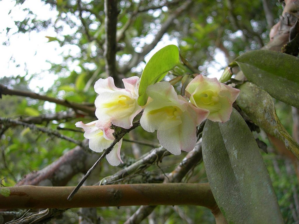 Orquídea 'Rodriguezia granadensis' en flor- Nhora Helena Ospina Calderón