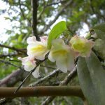 Orquídeas tropicales adaptan sus hojas para buscar la luz