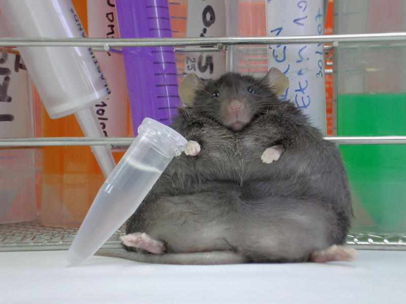 Ratón obeso