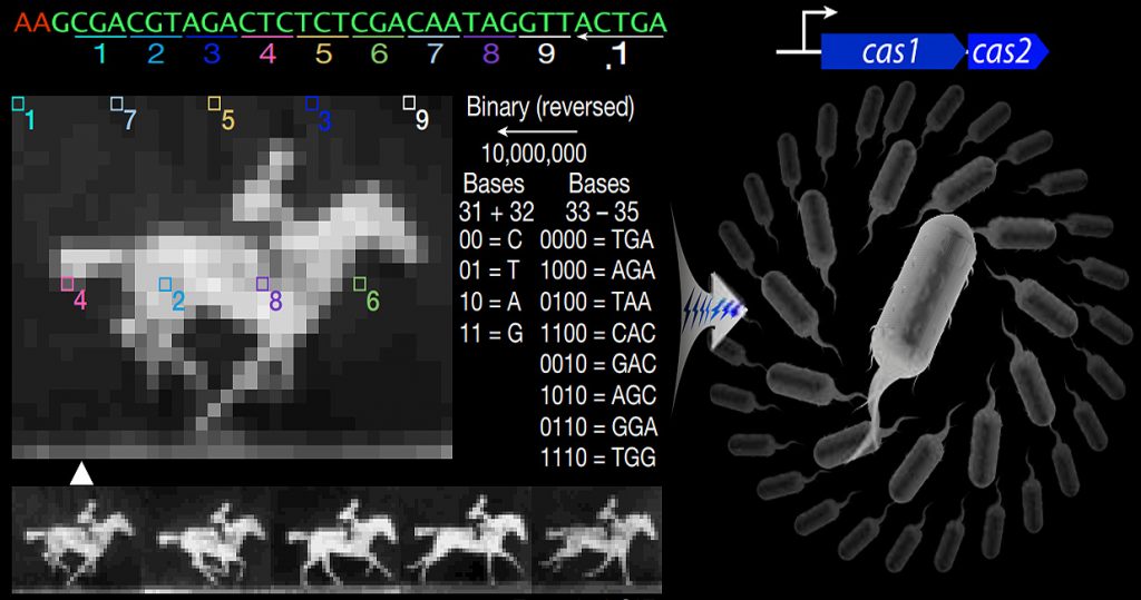 Los investigadores de Harvard han logrado codificar la información digital de un GIF en el ADN de las bacterias. / Seth L. Shipman et al. / Harvard University