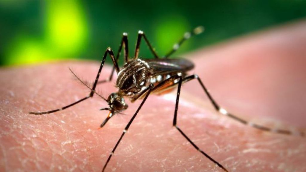 El mosquito Aedes aegypti, responsable de la transmisión del virus del dengue y del Zika. / James Gathany
