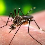 Se podrá predecir el dengue con meses de anticipación