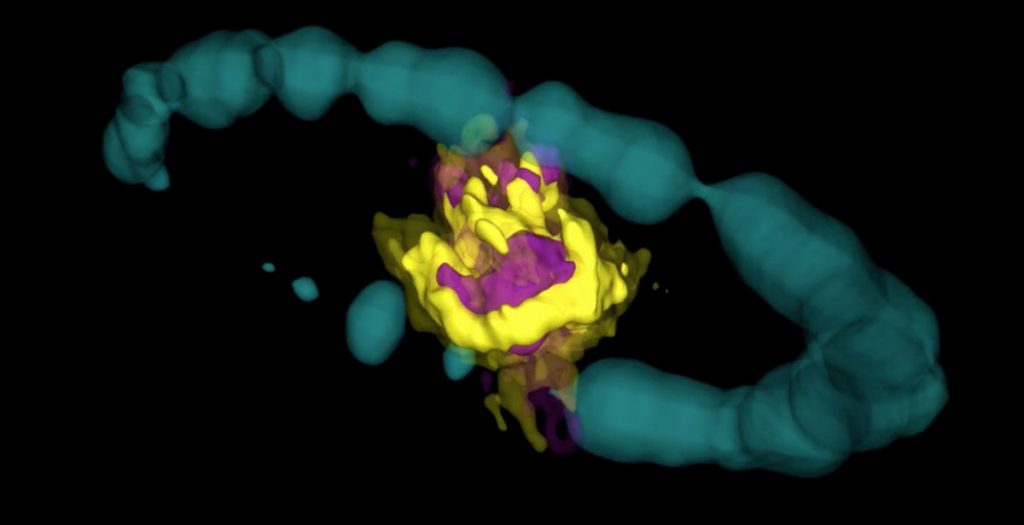 Remanente de la supernova 1987A observado por ALMA. El área morada representa las emisiones de las moléculas de SiO; el amarilla corresponde a la emisión de las moléculas de CO. El anillo azul corresponde a datos del telescopio espacial Hubble (H-alpha) artificialmente representados en 3D. / ALMA /ESO /NAOJ/ NRAO)/ R. Indebetouw