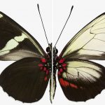Un solo gen define el color de las mariposas