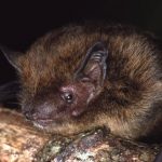 El murciélago de la Isla de Navidad, se extinguió
