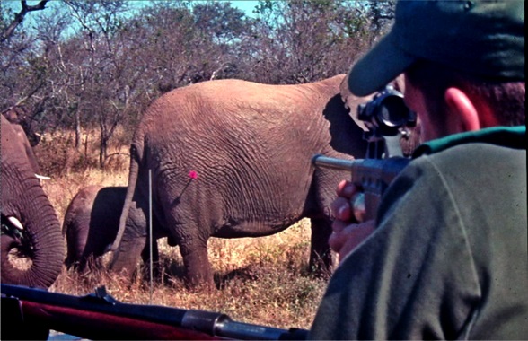 Un hombre dispara una vacuna anticonceptiva a un elefante en Sudáfrica- Centro de Ciencia y Conservación de Montana