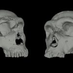 Los neandertales respiraban distinto que los humanos