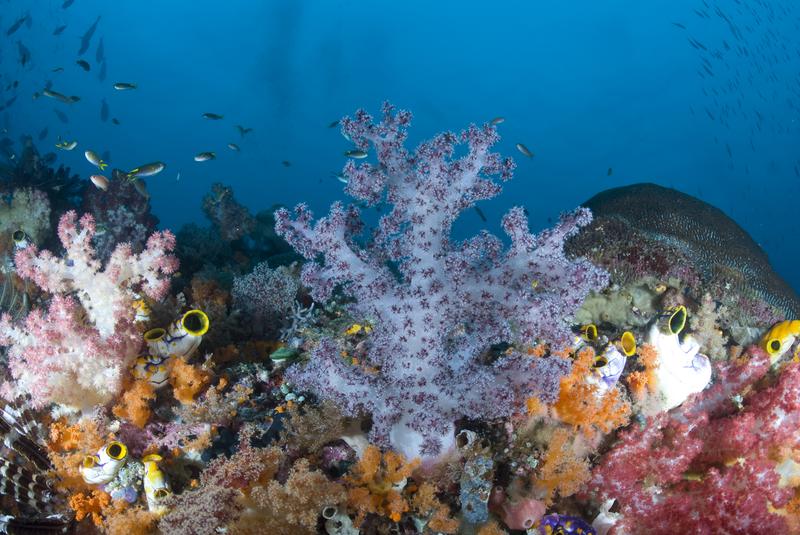 Arrecife de coral- Kathy Krucker
