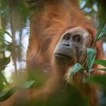 Descubren nueva especie de orangután… y ya está en peligro de extinción