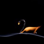 El cisne, fotografía de Stanislav Aristov