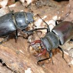 Estudiantes de secundaria ayudan al estudio y preservación de escarabajos
