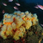 Cuatro especies de corales en peligro de extinción, serán protegidas en el Mediterráneo
